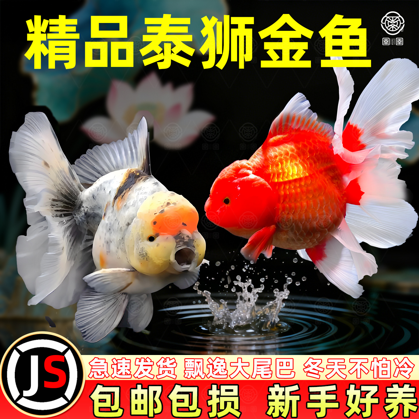 泰狮金鱼兰寿金鱼活鱼百褶泰狮易活好养淡水冷水鱼观赏鱼蝶尾鱼苗