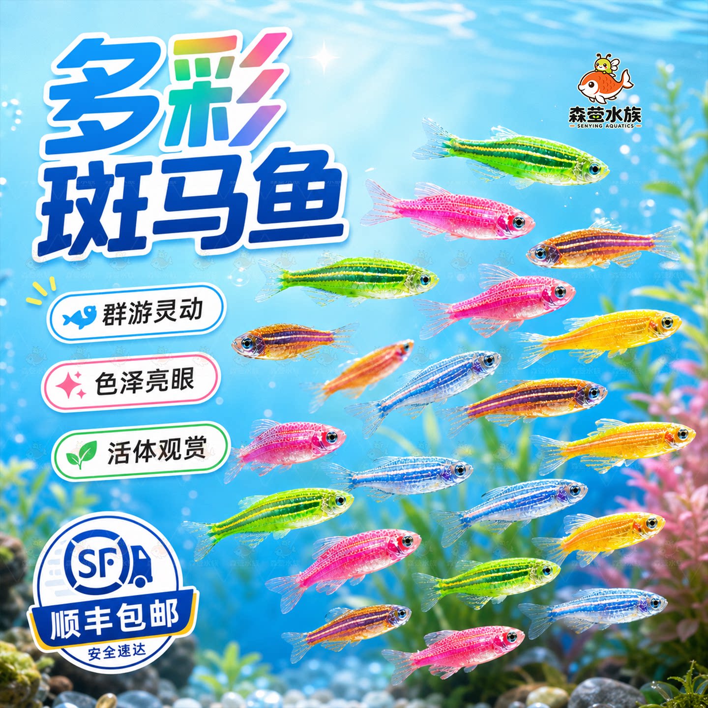 七彩糖果斑马鱼观赏鱼大号群游鱼小型热带灯科鱼淡水好养耐活特价