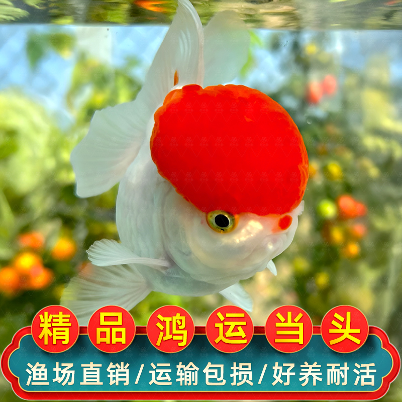 鸿运当头金鱼活鱼观赏鱼狮子头鹤顶红丹顶活体冷水淡水鱼好养耐活