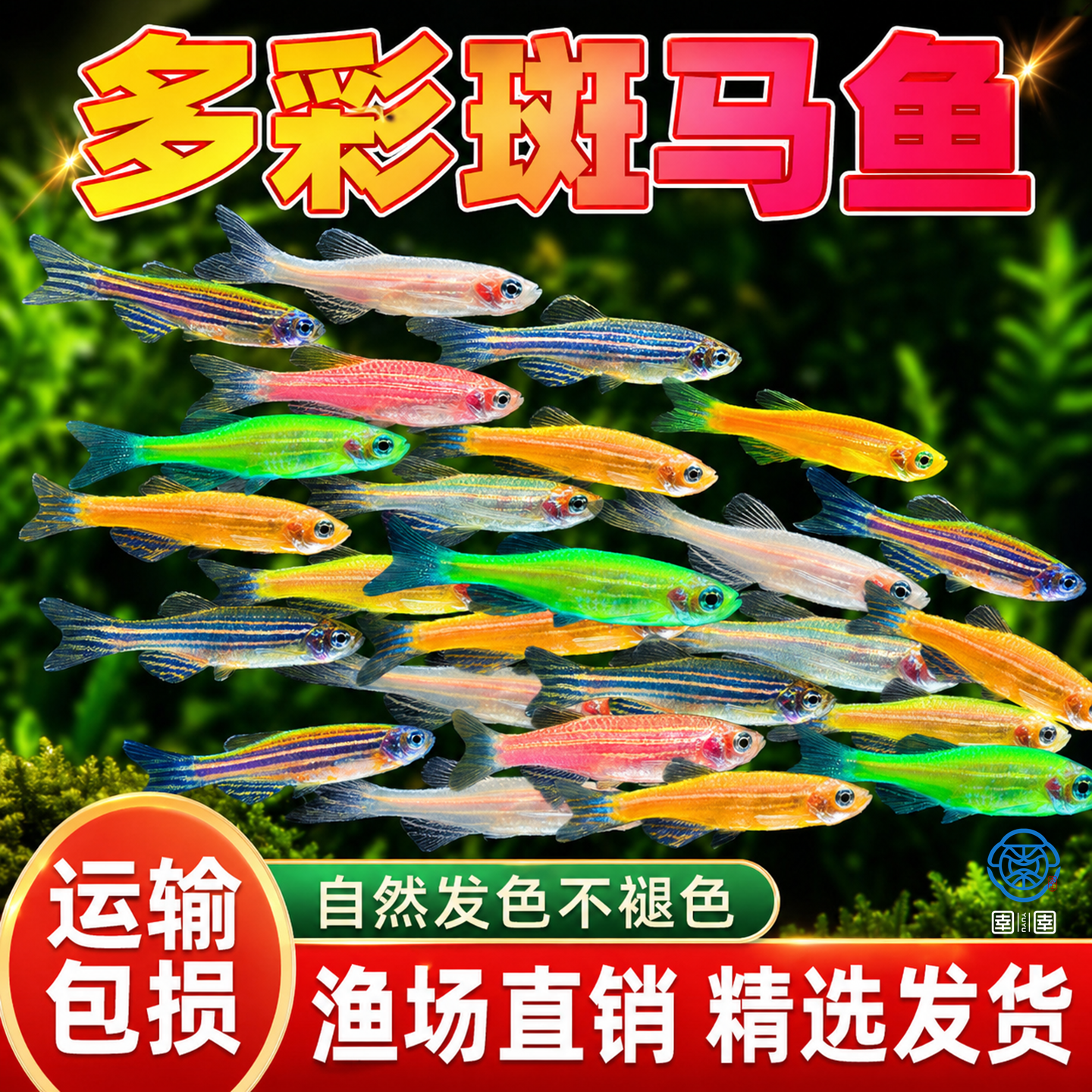 热带斑马鱼观赏鱼灯科鱼草缸活体小型淡水孔雀鱼红绿灯鱼红绿灯鱼