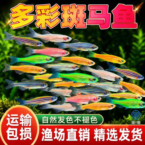 热带斑马鱼观赏鱼灯科鱼草缸活体小型淡水孔雀鱼红绿灯鱼红绿灯鱼