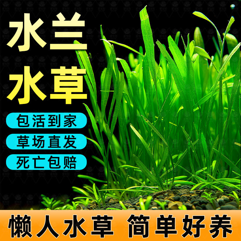 水兰水草大小水兰扭兰龙舌兰细叶水韭菜阴性前后景新手鱼缸造景