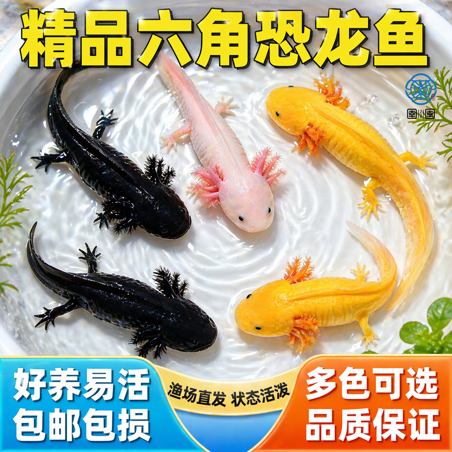 六角恐龙鱼冷水鱼观赏鱼蝾螈美西螈活体六角龙淡水好养易活宠物鱼