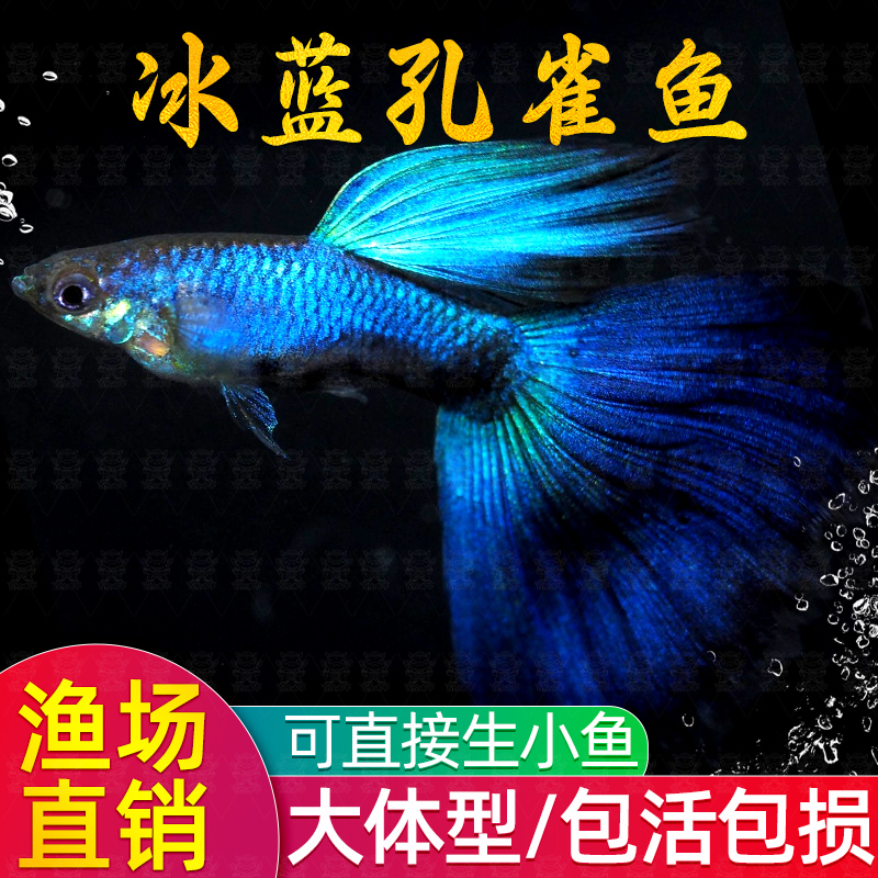 冰蓝孔雀鱼热带纯种活体蓝礼服观赏鱼小型好养耐活淡水胎生凤尾鱼