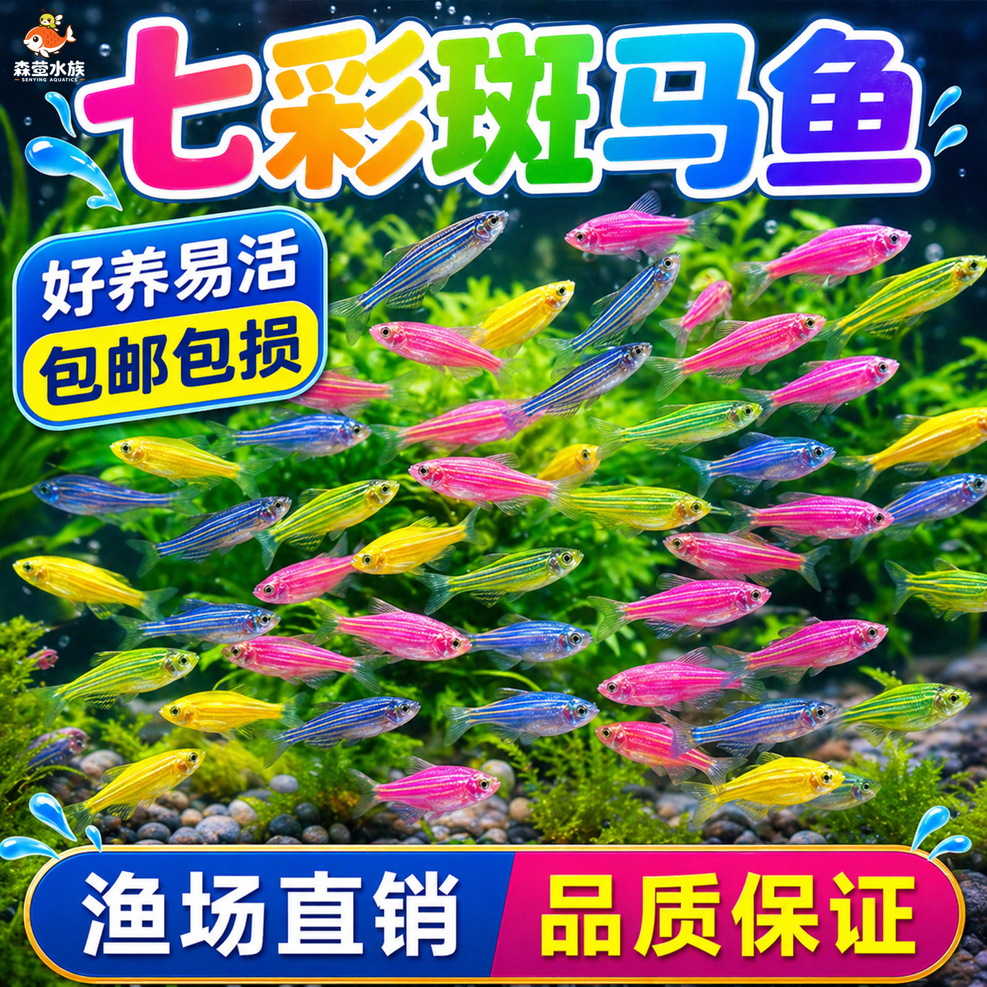 七彩斑马鱼孔雀鱼观赏鱼淡水热带小型鱼新手好养耐活耐养金鱼天使