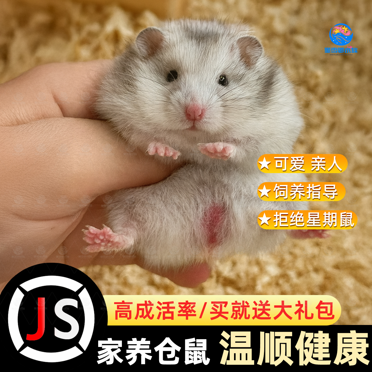 小仓鼠活物家养金丝熊小型活体鼠类三线银狐布丁公婆奶茶可选公母