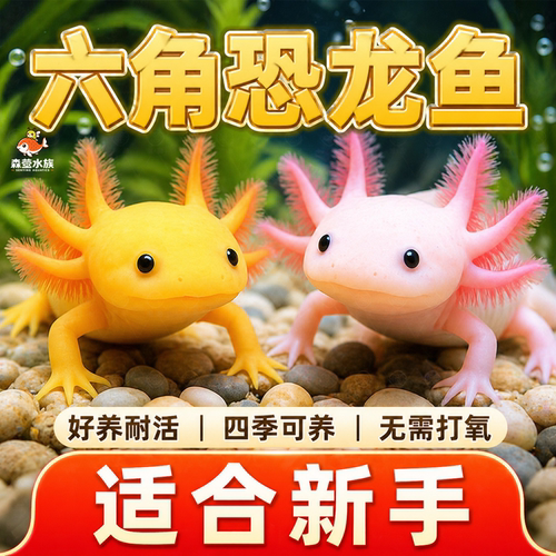 六角恐龙鱼活体淡水好养观赏鱼