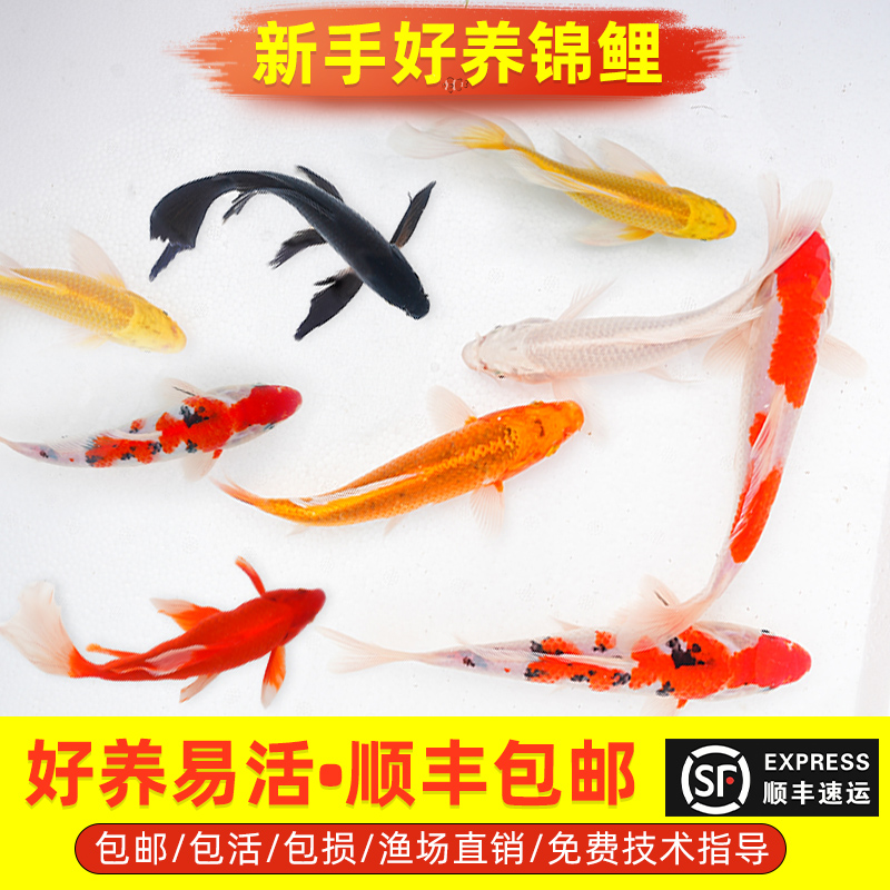 顺丰锦鲤鱼活鱼观赏鱼纯种大型红白冷水淡水鱼好养耐活金鱼小鱼苗
