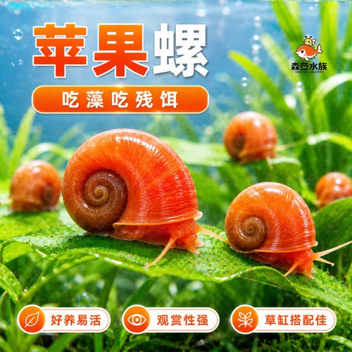 苹果螺除藻螺迷你观赏螺蜗牛工具螺水草缸除苔清理残食清洁螺包邮