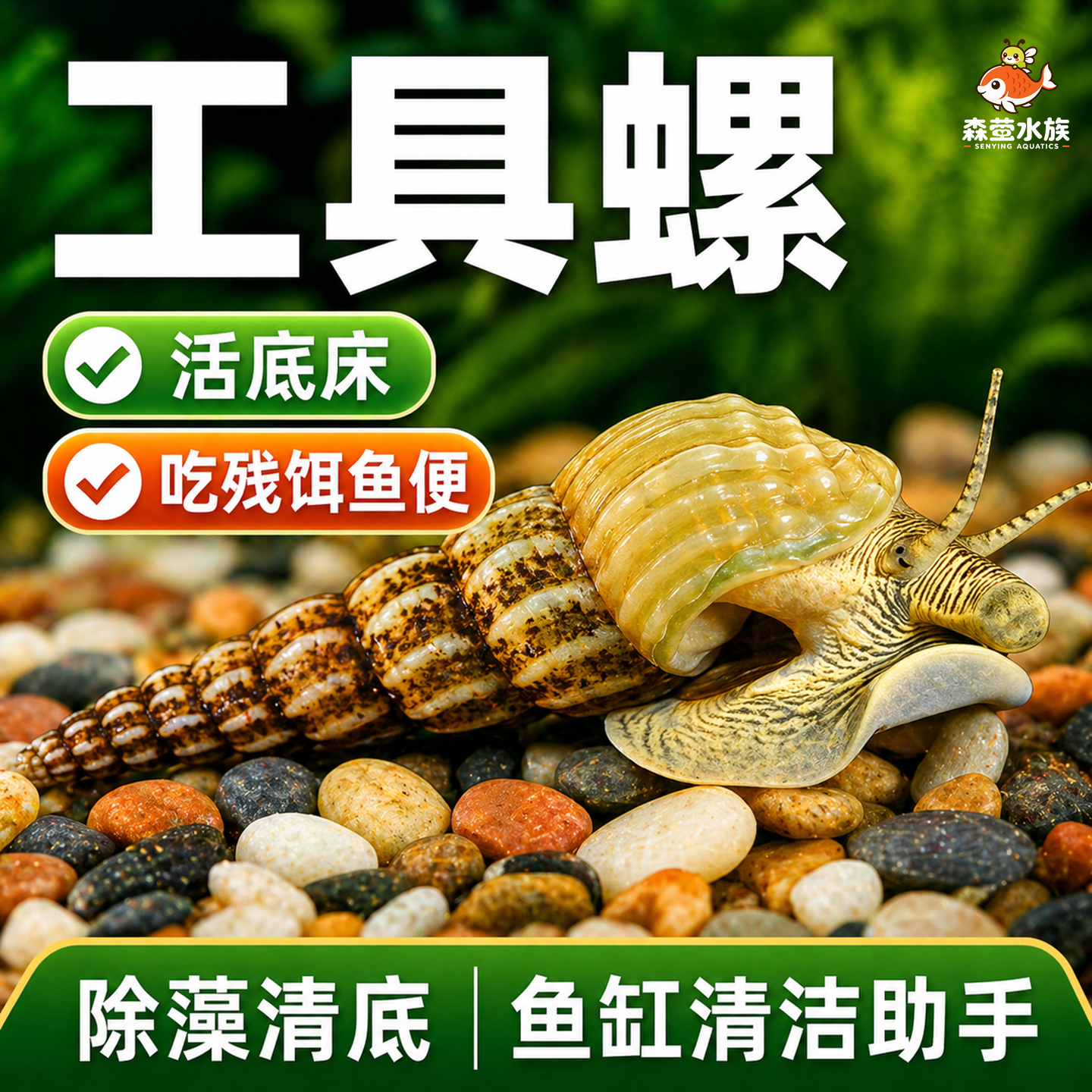 马来螺淡水观赏螺苹果螺鱼缸除藻清洁翻砂工具螺吃残食淡水螺活体