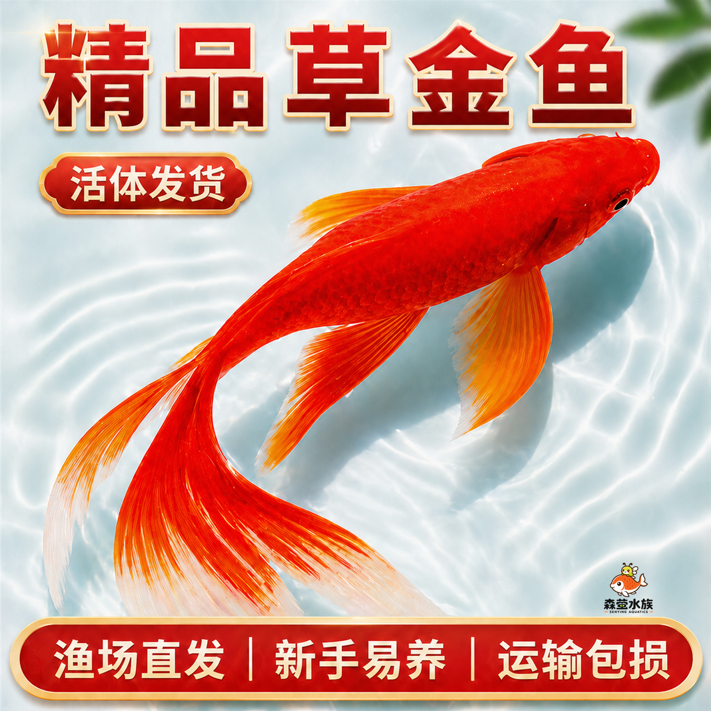 红草金鱼好养耐活长尾大红草观赏鱼锦鲤活体冷水鱼淡水鱼