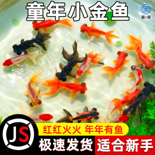 金鱼活鱼观赏鱼小型活体淡水冷水鱼好养耐活鸿运当头金鱼兰寿锦鲤