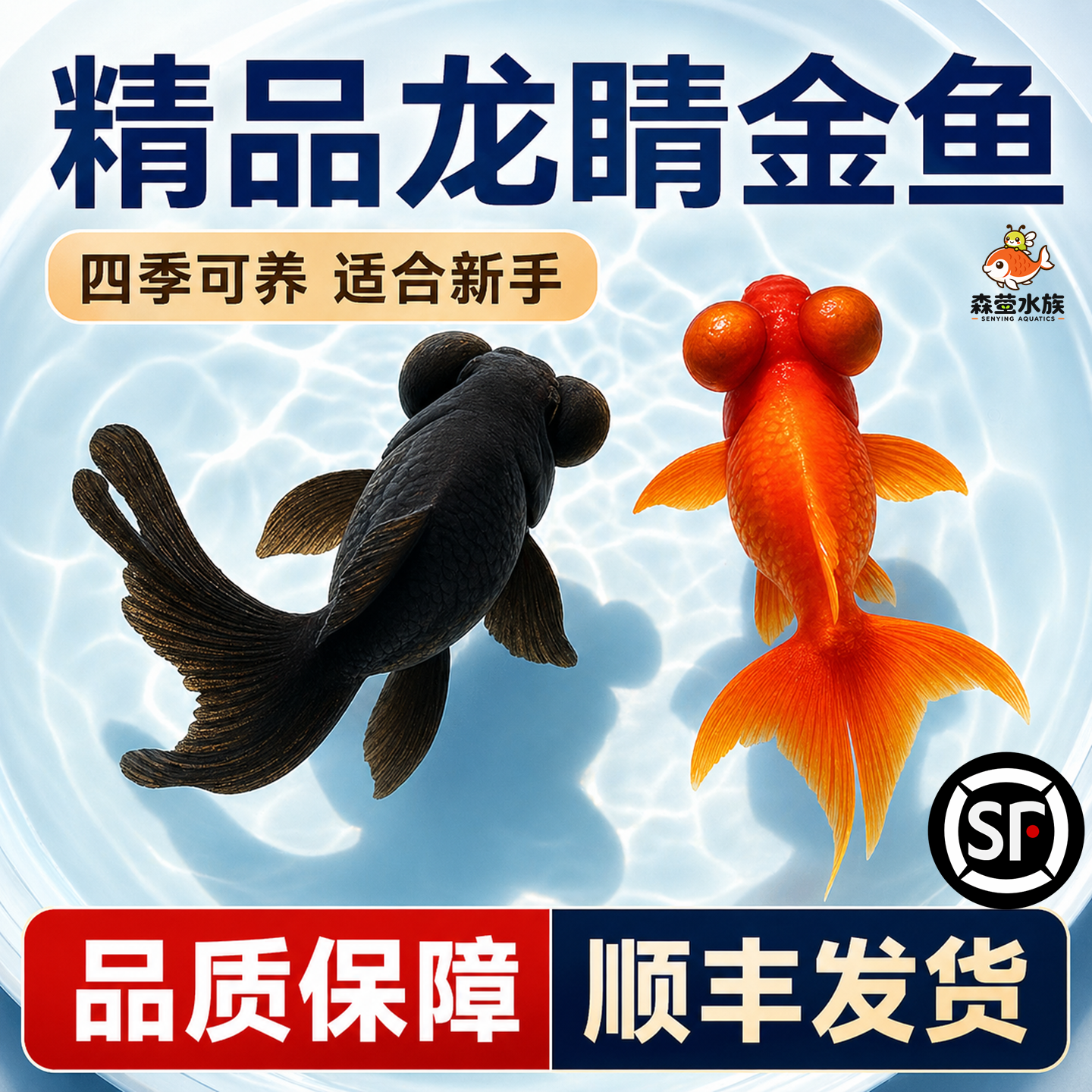 金鱼活鱼黑龙睛红龙睛观赏鱼小型活体冷水鱼淡水鱼好养耐活小鱼苗