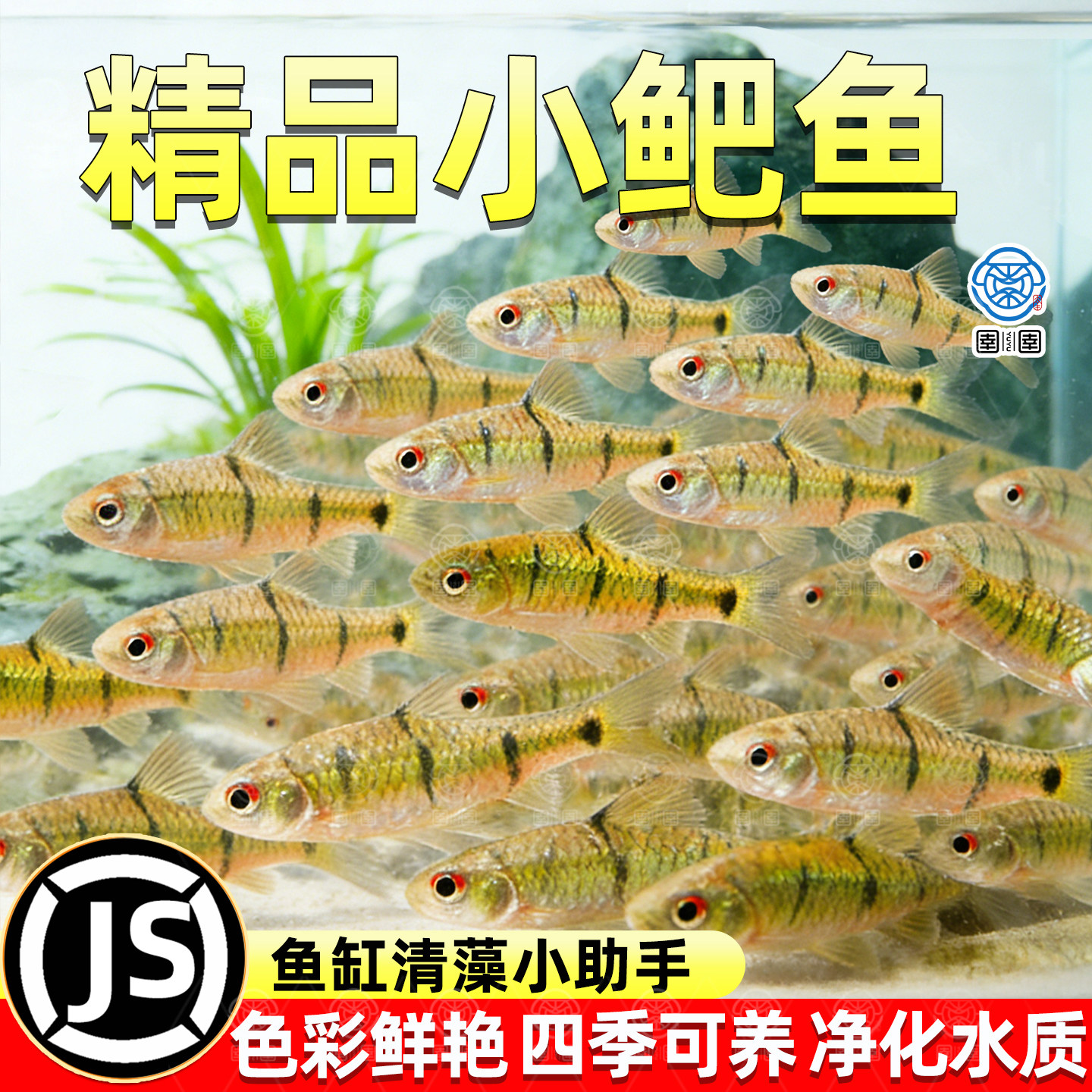 小鲃鱼中国斗鱼伴侣条纹小鲃原生鱼冷水淡水小鱼苗耐寒群游观赏鱼