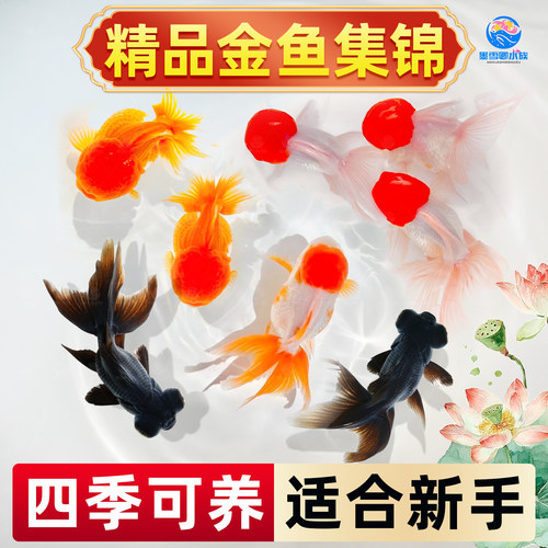 金鱼活鱼锦鲤观赏鱼自来水可养耐活冷水鱼狮子头淡水活体练手小鱼