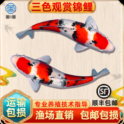 顺丰锦鲤活鱼大正三色锦鲤观赏鱼冷水淡水鱼活体大型好养耐活鱼苗