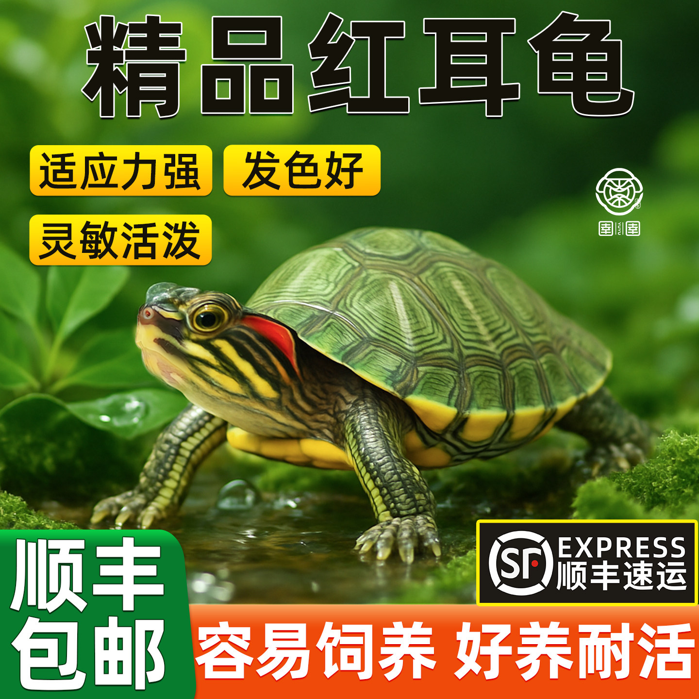 乌龟活物红耳巴西龟草龟爬宠好养可认主宠物观赏适合家养的小乌龟,宠物/宠物食品及用品,龟/鳖,淘宝优惠券,粉丝福利购,淘宝优惠卷