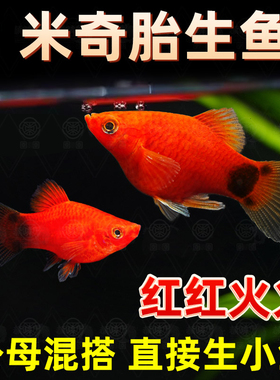 米奇鱼月光鱼胎生鱼观赏鱼小型热带鱼红色玛丽鱼新手好养活体鱼苗