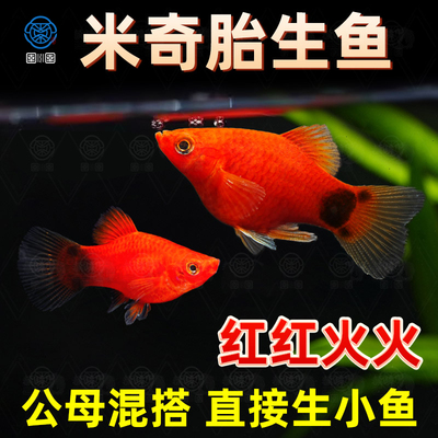 米奇鱼月光鱼胎生鱼观赏鱼小型热带鱼红色玛丽鱼新手好养活体鱼苗
