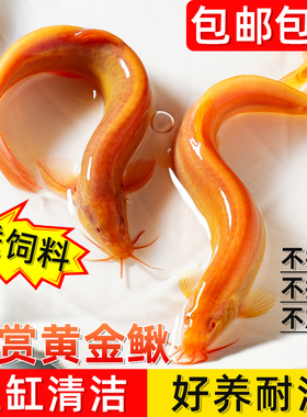 黄金泥鳅苗冷水鱼清道夫金色工具鱼清洁鱼淡水鱼好养耐活观赏鱼苗