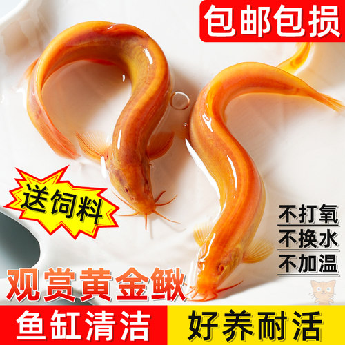 黄金泥鳅苗冷水鱼清道夫金色工具鱼清洁鱼淡水鱼好养耐活观赏鱼苗