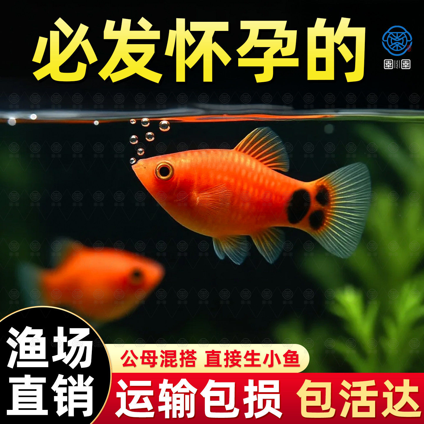 米奇鱼胎生鱼月光鱼观赏鱼小型热带鱼生小鱼玛丽鱼苗皮球好养耐活,宠物/宠物食品及用品,鱼,淘宝优惠券,粉丝福利购,淘宝优惠卷