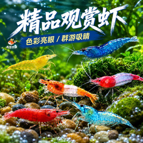 黑壳虾鲜活观赏虾苗淡水养殖大和除藻虾活体宠物樱花虾极火水晶虾
