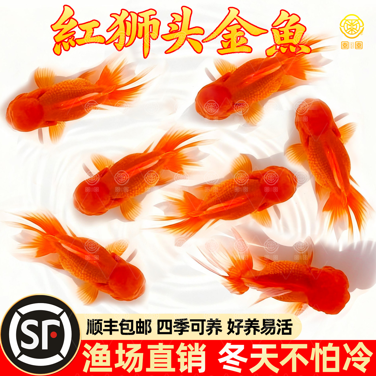 红狮金鱼活鱼观赏鱼国师鱼小型冷水淡水鱼不加温锦鲤好养耐活鱼苗