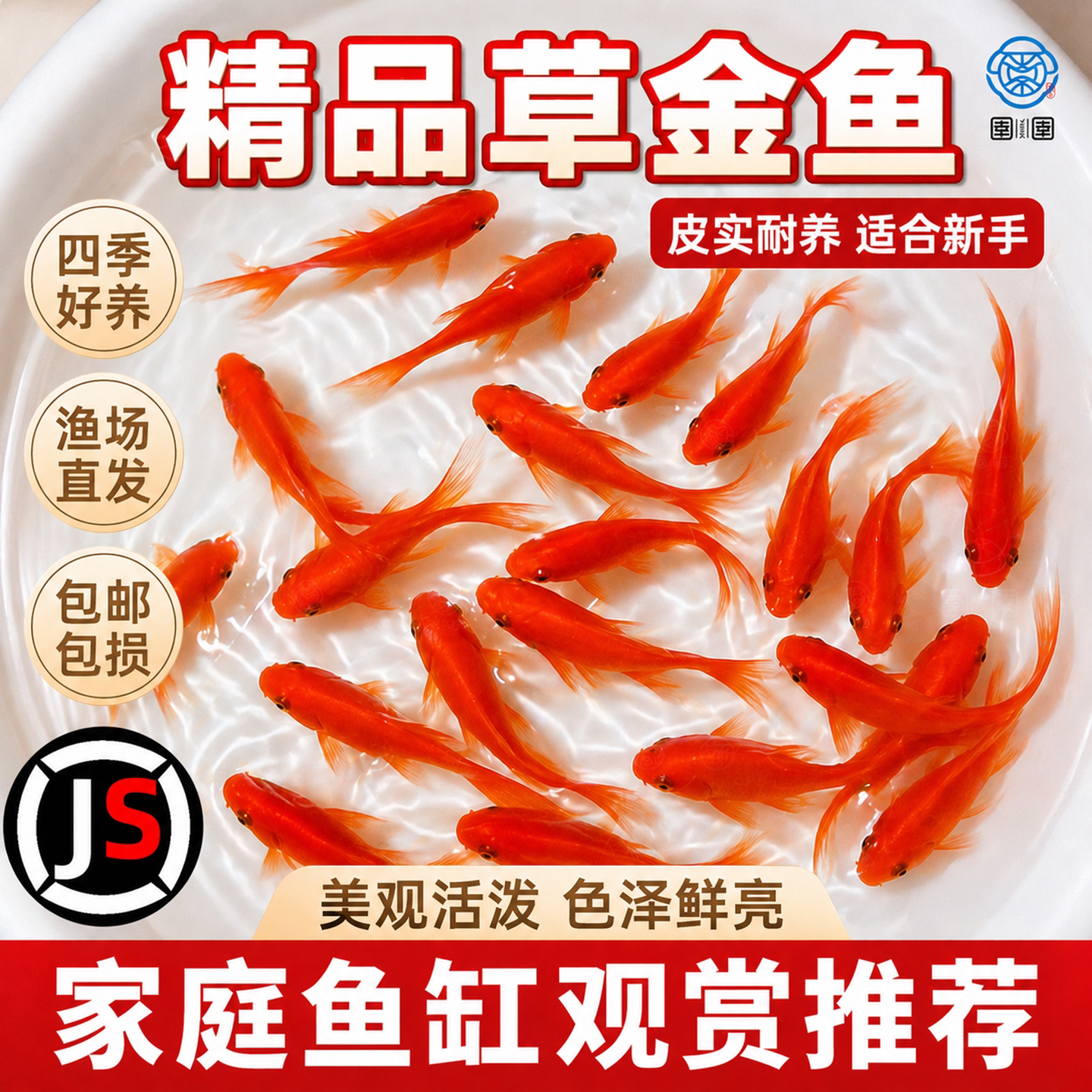草金鱼活鱼观赏鱼锦鲤鱼苗淡水鱼冷水鱼小型耐活活体小金鱼红草金