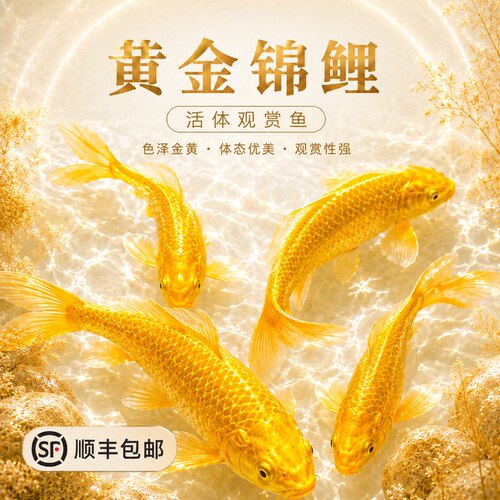 黄金锦鲤活鱼招财好养耐冷水苗体