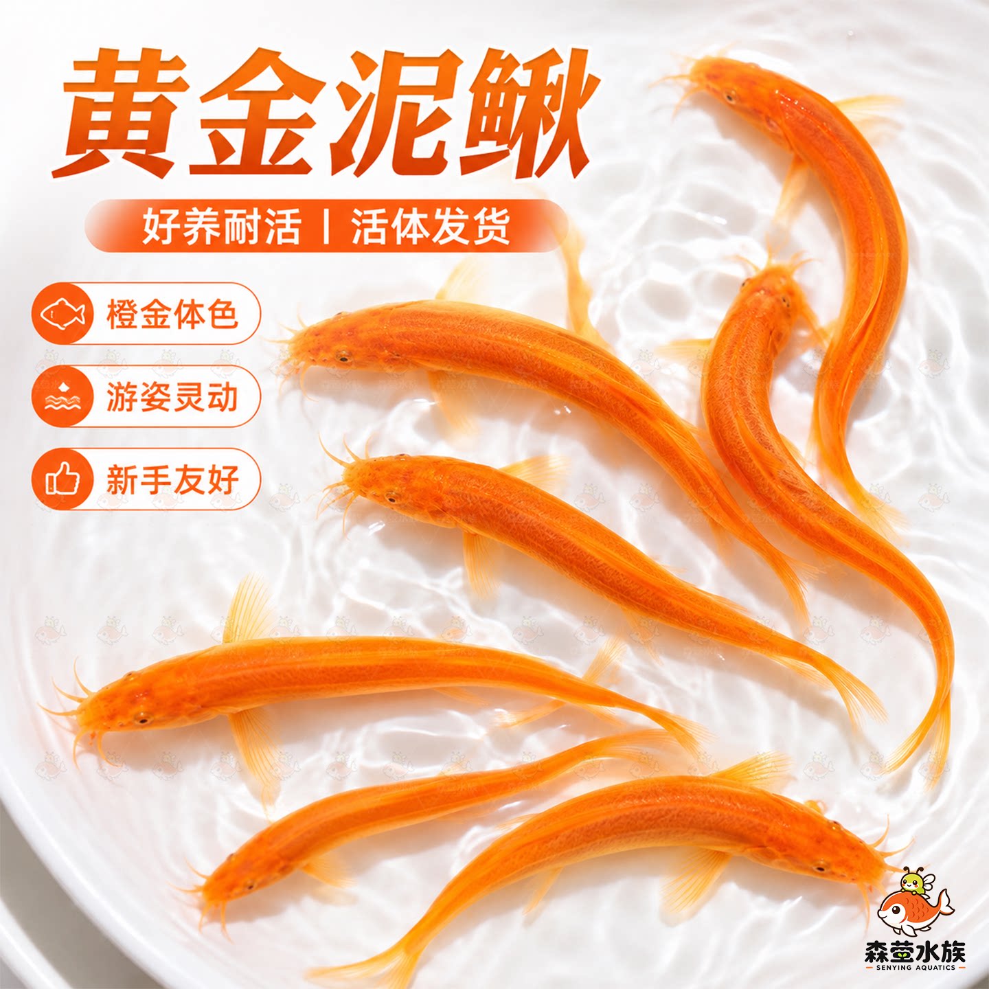 黄金鳅冷水清道夫龙泥色洁鱼工具图片