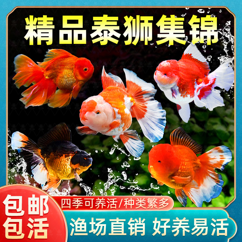 泰狮金鱼活鱼兰寿百褶泰狮观赏鱼好养耐活淡水冷水苗锦鲤金鱼鱼苗
