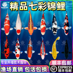 顺丰锦鲤鱼活体观赏鱼活鱼大型易养冷水淡水鱼锦鲤小鱼苗易活金鱼