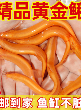 黄金泥鳅观赏鱼清道夫大号黄金鳅清洁工具鱼冷水淡水好养耐活鱼苗