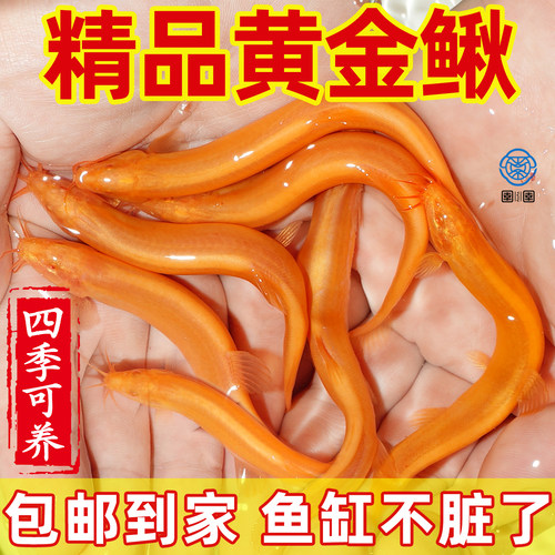 黄金泥鳅观赏鱼清道夫大号黄金鳅清洁工具鱼冷水淡水好养耐活鱼苗