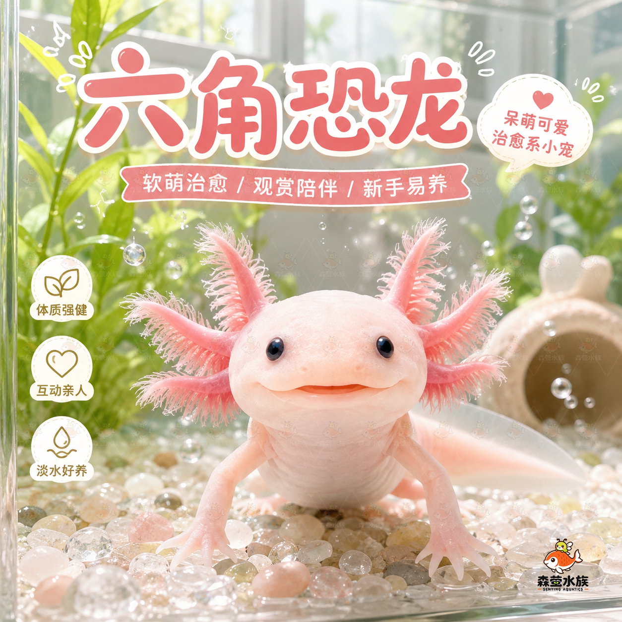 六角恐龙鱼观赏鱼冷水鱼蝾螈宠物鱼活体六角龙淡水好养易活美西螈