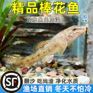 棒花鱼原生观赏鱼冷水清道夫鱼缸清洁吃鱼屎粪底层翻砂工具老鼠鱼