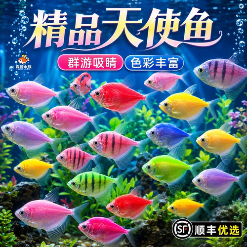 顺丰天使鱼观赏鱼大号群游活体斑马孔雀鱼小型热带鱼淡水好养耐活
