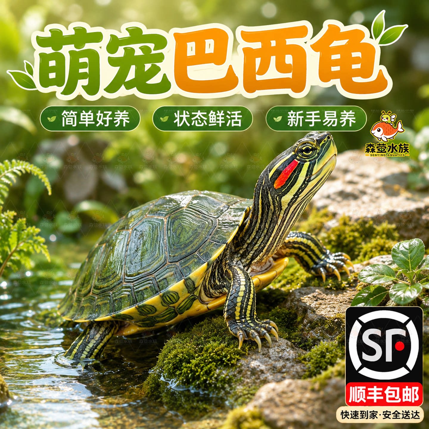 顺丰巴西龟宠物龟红耳龟活体活物水龟幼苗观赏龟大乌龟小宠物龟苗