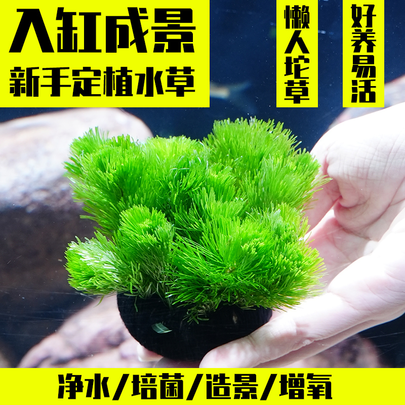 绿菊坨草增氧懒人球形水一整套斗