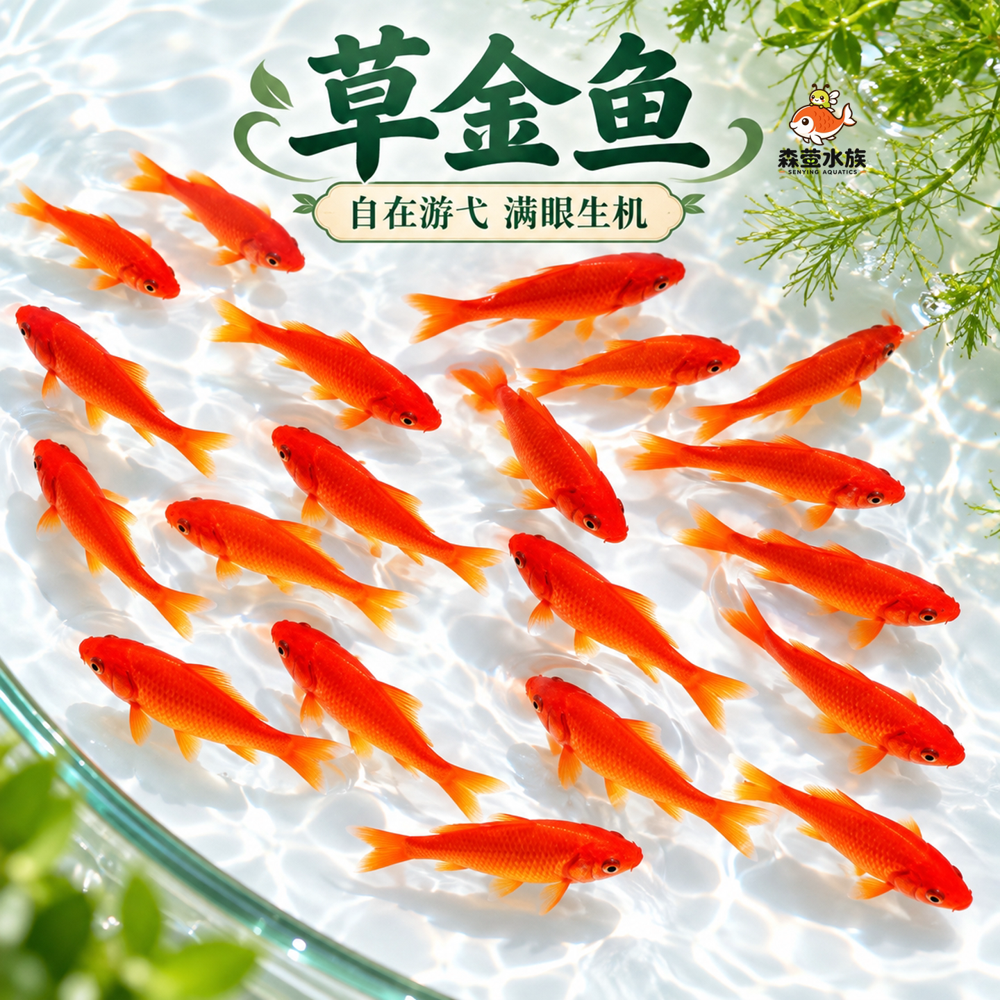 草金鱼活鱼锦鲤鱼苗观赏鱼淡水鱼红草金冷水鱼小型耐活活体小金鱼