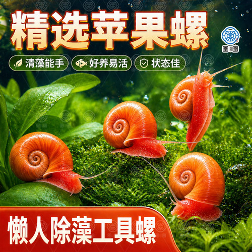苹果螺鱼缸除藻螺迷你观赏螺蜗牛喂龟工具螺水草缸清理残食清洁螺