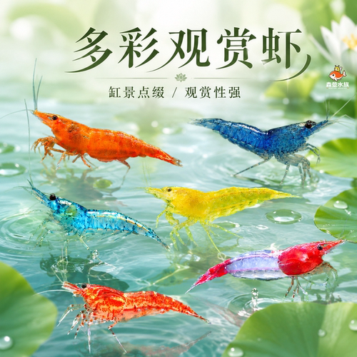 黑壳虾鲜活观赏虾苗淡水养殖大和除藻虾活体宠物樱花虾极火水晶虾