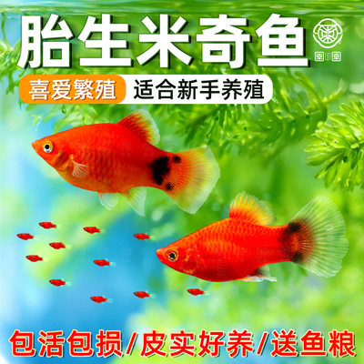 米奇鱼胎生玛丽球皮球观赏鱼小型热带淡水鱼活体斑马天使好养耐活