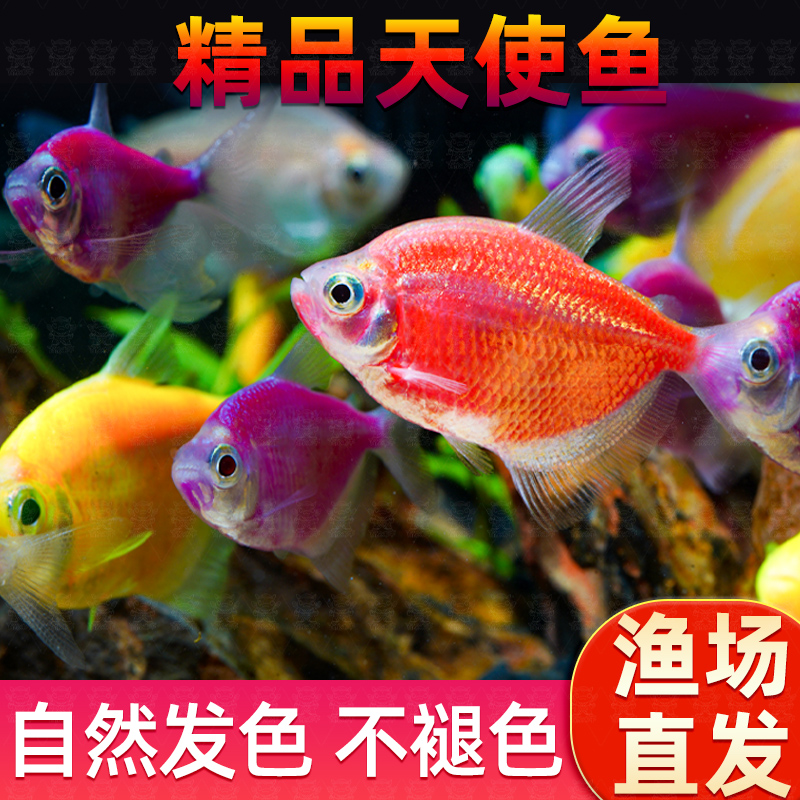 天使鱼大号观赏鱼热带鱼淡水好养耐活群游小型懒人鱼好养耐活