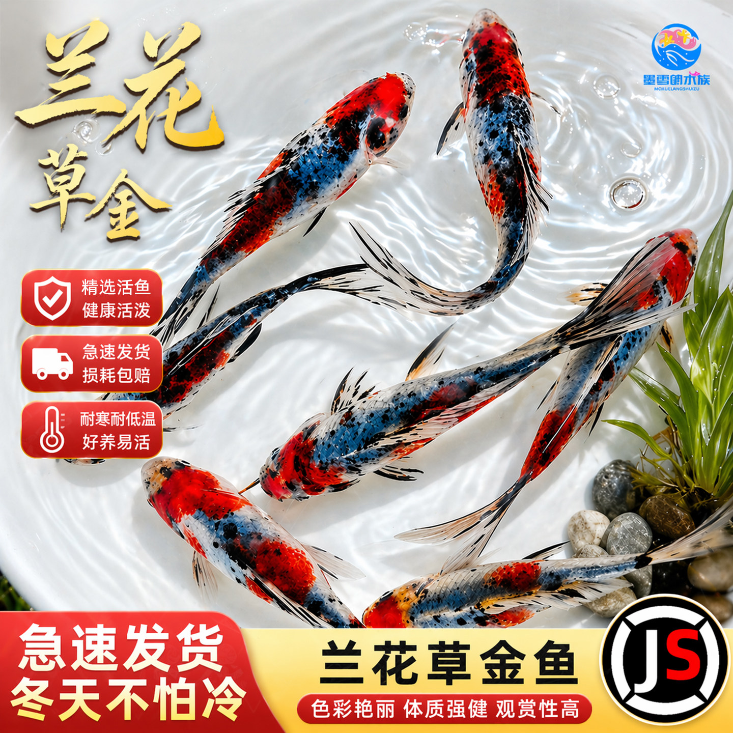 兰花草金锦鲫长尾观赏鱼金鱼活鱼冷水鱼好养耐活耐寒锦鲤活体鱼苗