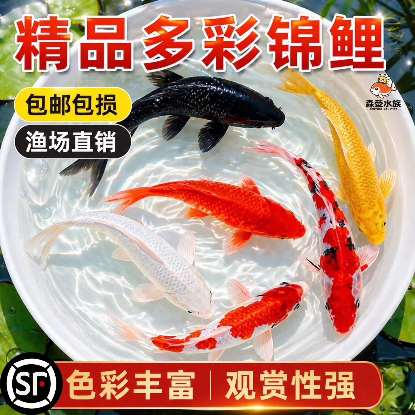 顺丰观赏鱼锦鲤鱼金鱼活鱼大型冷水淡水鱼活体懒人好养耐活新手鱼