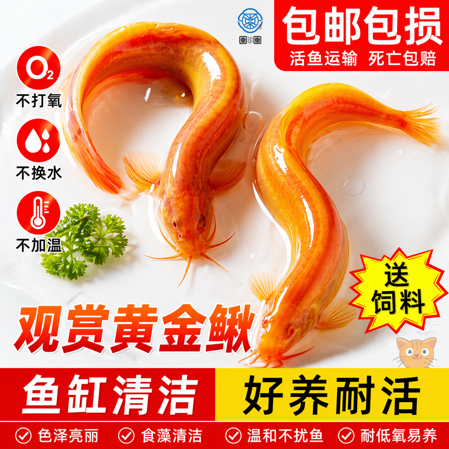 黄金泥鳅苗冷水鱼清道夫金色工具鱼清洁鱼淡水鱼好养耐活观赏鱼苗