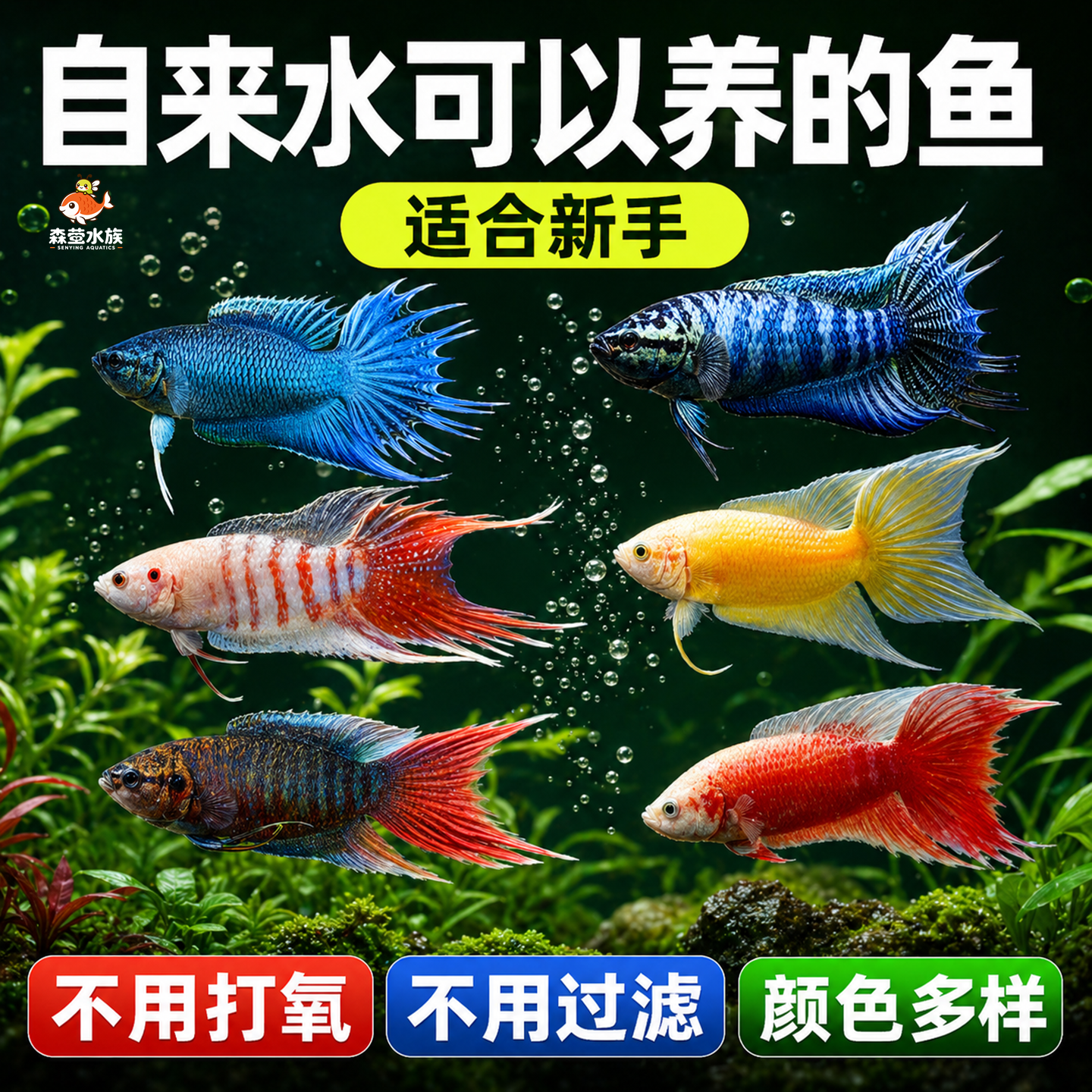中国斗鱼混养套餐淡水冷水观赏鱼新手小鱼苗不打氧好养耐活自来水