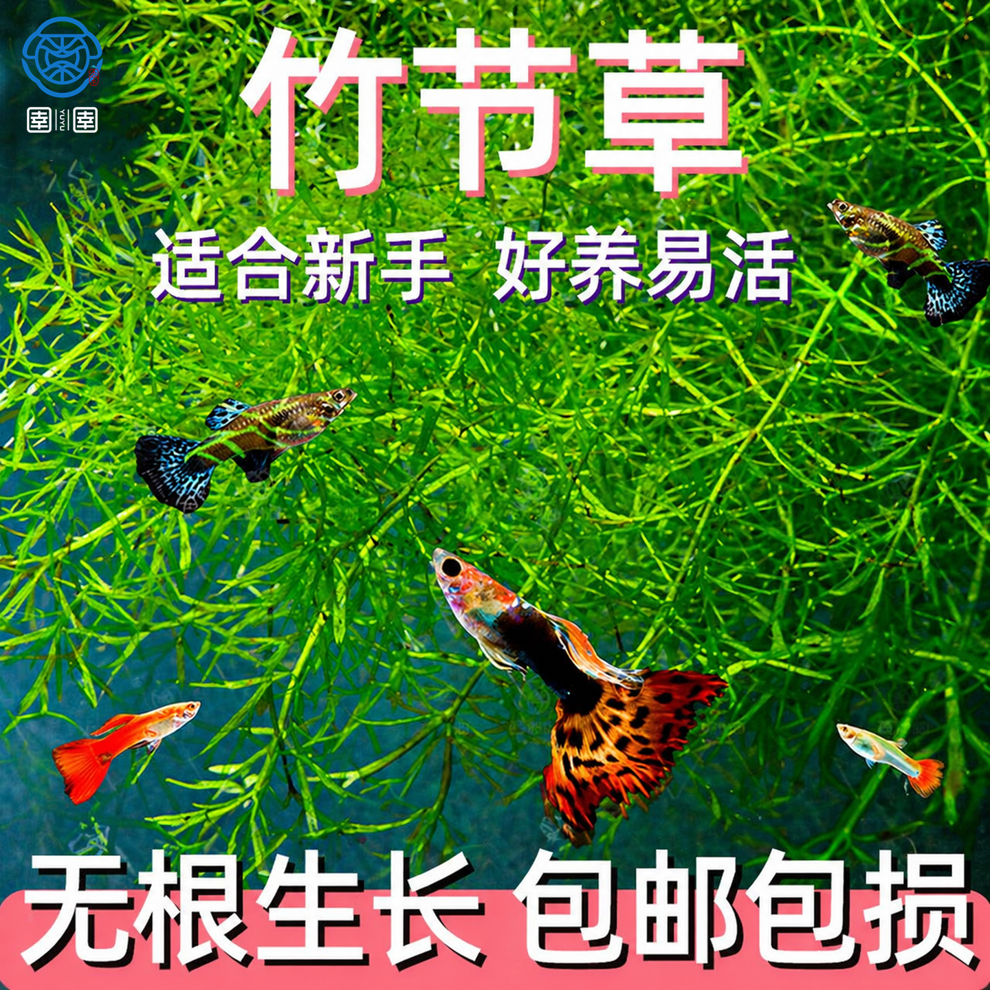 新手入门竹节草耐活淡水草缸鱼缸好养耐活易爆缸净化水质观赏水草